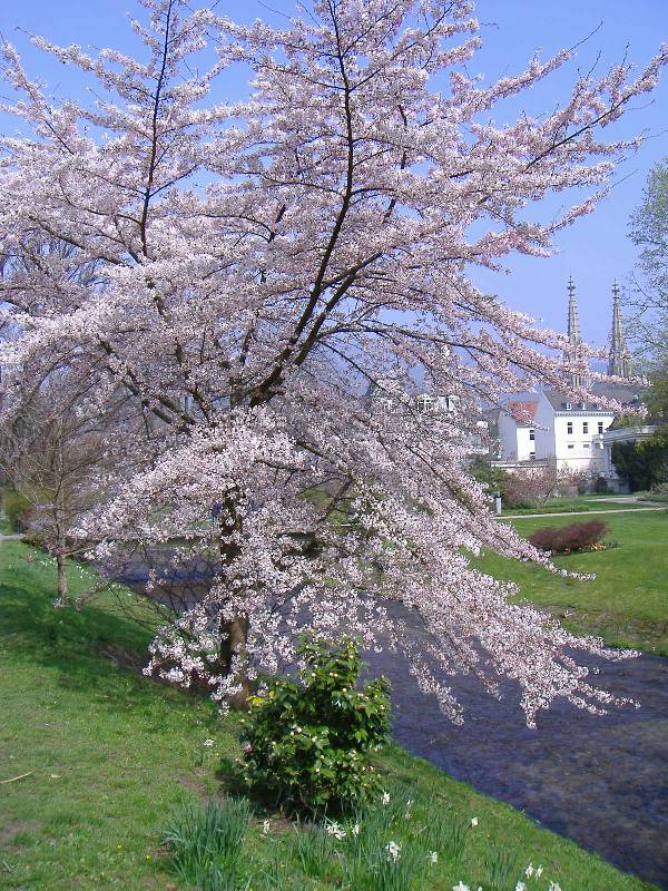 Fruehling in Baden Baden (1) 
